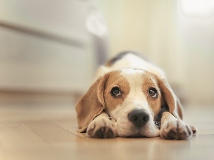 犬を心配しすぎる３つのデメリット