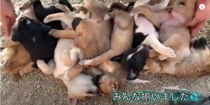 【ネパール】7匹の野良子犬を並べて寝かしてみた【7兄弟】