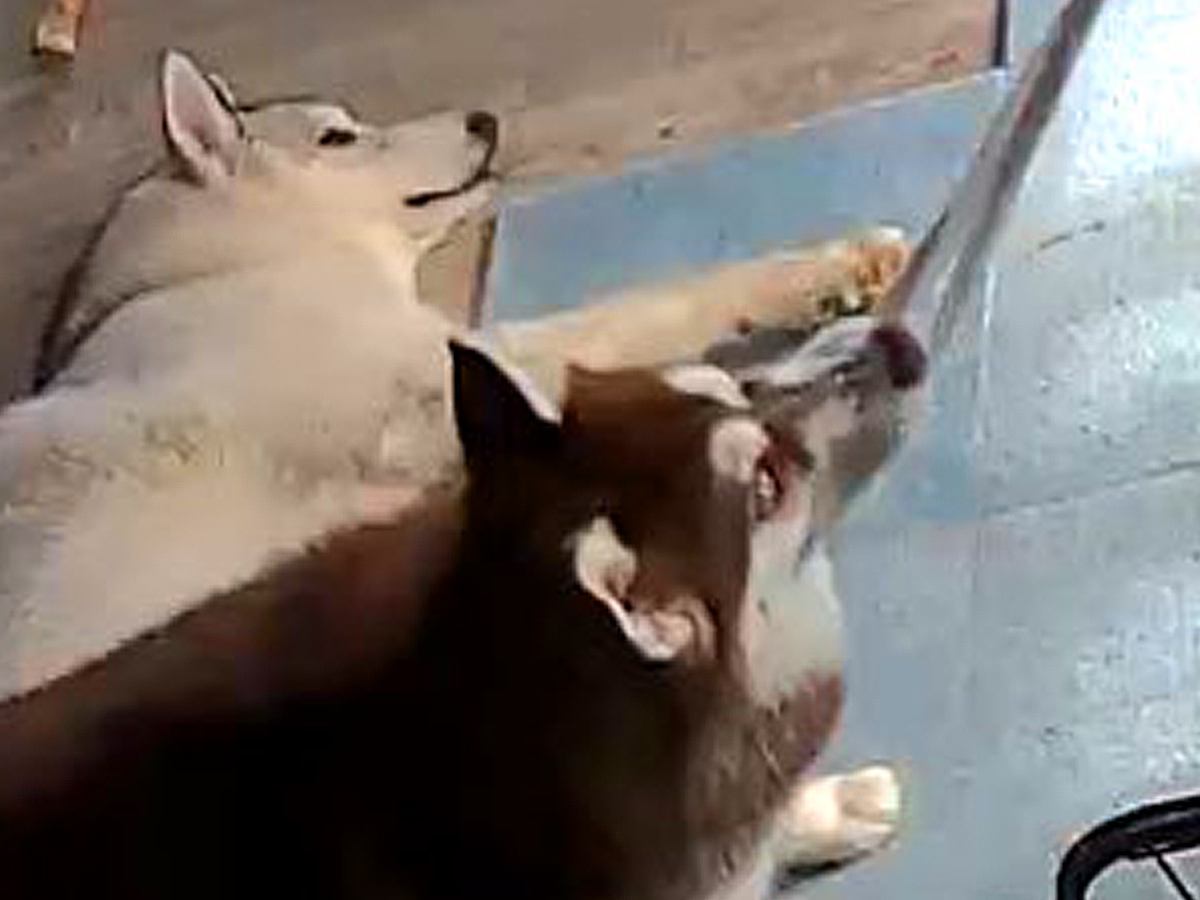 留守番をする2匹のハスキー犬→ペットカメラを覗いた結果…想定外だった『まさかのイタズラ』に2万いいね「のびるチーズかと思ったｗ」と爆笑