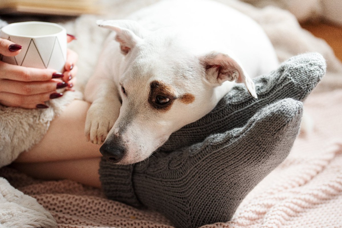 犬が『眠たい』と飼い主に伝えている時のサイン5選