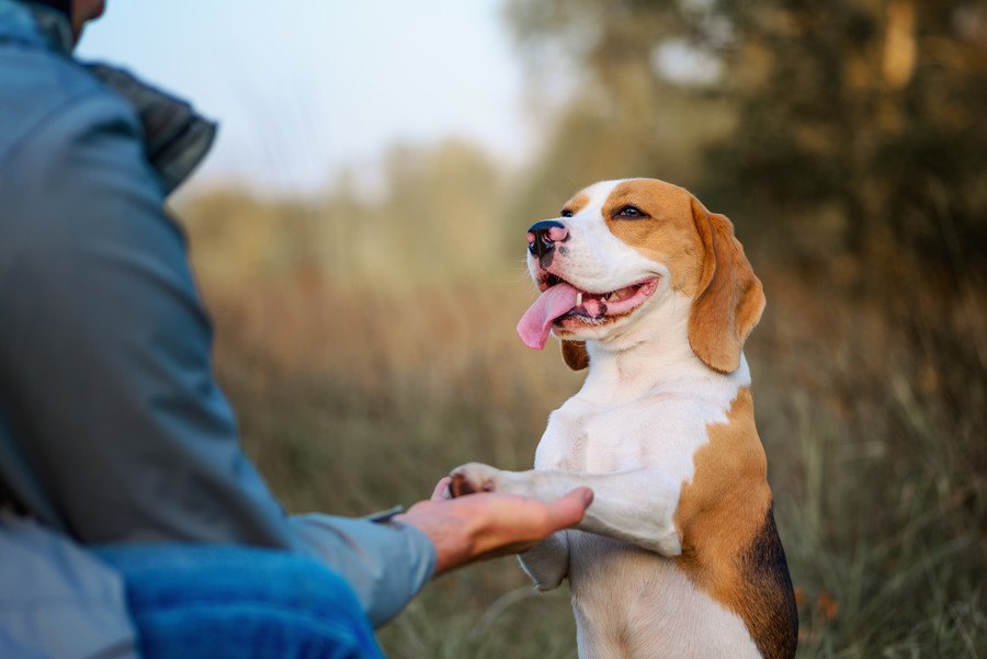 犬が『お手』を勝手にする心理３選！指示してないのになぜ…？