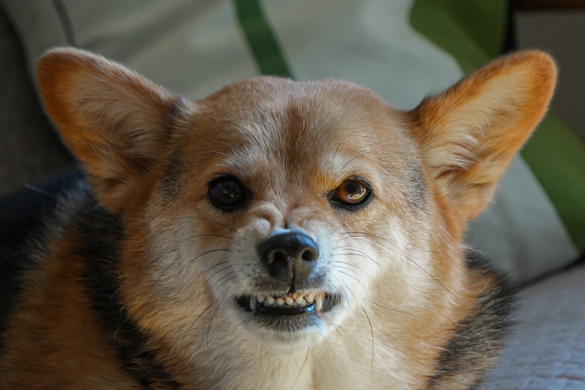 犬が『不機嫌』になっているときの絶対NG行為5選　機嫌が悪くなる原因や対処法まで