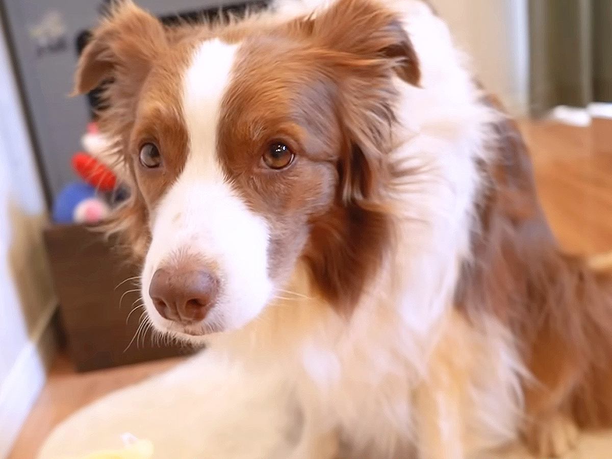 犬の元気が突然なくなったので心配していたら…『まさかの理由』にニヤケが止まらないと27万再生「可愛くて仕方ないｗ」「ママの愛が凄い」