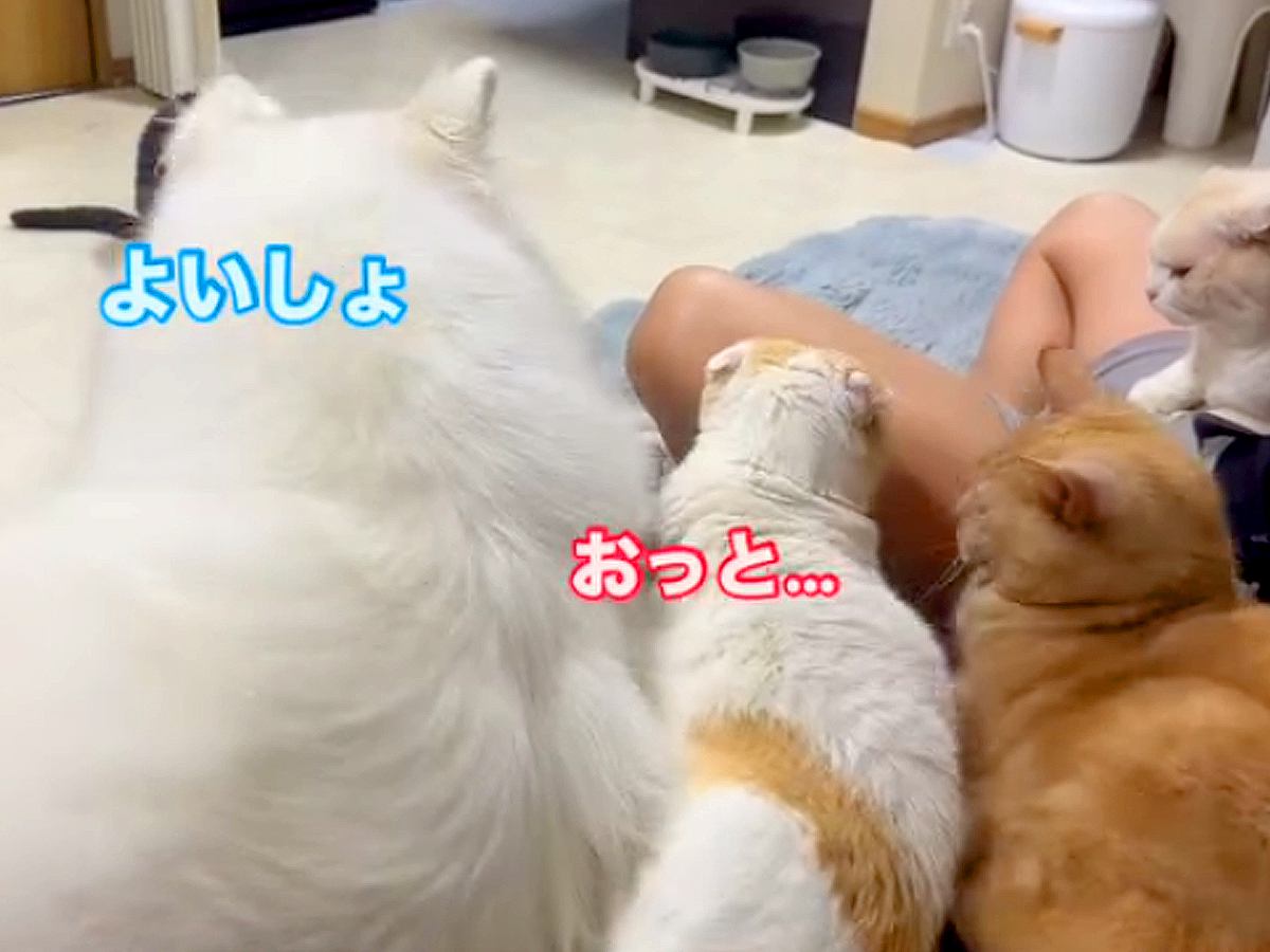 大型犬が猫の隣に座ったら、もう１匹の猫にぶつかってしまい…想定外のハプニングと『まさかの結末』が259万再生「とばっちりで草」と爆笑