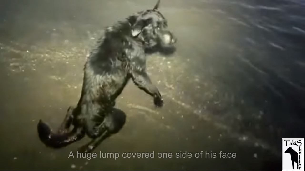 海の中に捨てられた動けない犬。末期がん、脊椎骨折…でも瞳は輝いていた