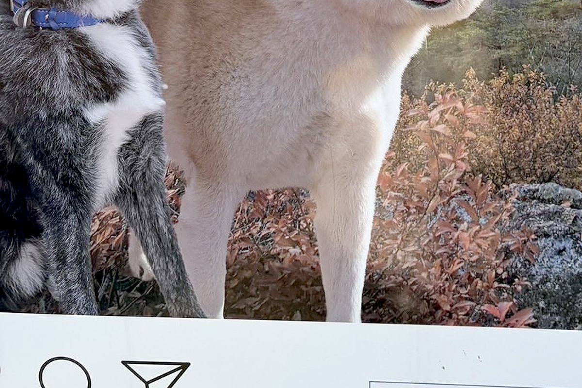 外出中に『犬の顔ハメパネル』を発見→秋田犬に試してもらった結果…違和感が無さすぎる光景に7万いいね「笑った」「ご本人ならぬご本犬登場ｗ」
