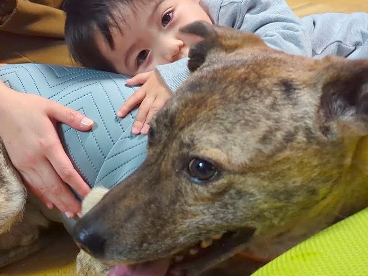 小さな男の子が『雷に怯え震えている元猟犬』を心配して…涙が出るほど尊い『一生懸命な光景』に感動「すてきな家族」「健気で優しい」と反響