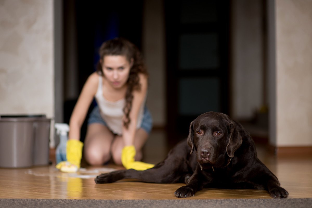 愛犬のウンチが散らばってしまう『5つの原因』トレーニングで改善する方法はあるの？