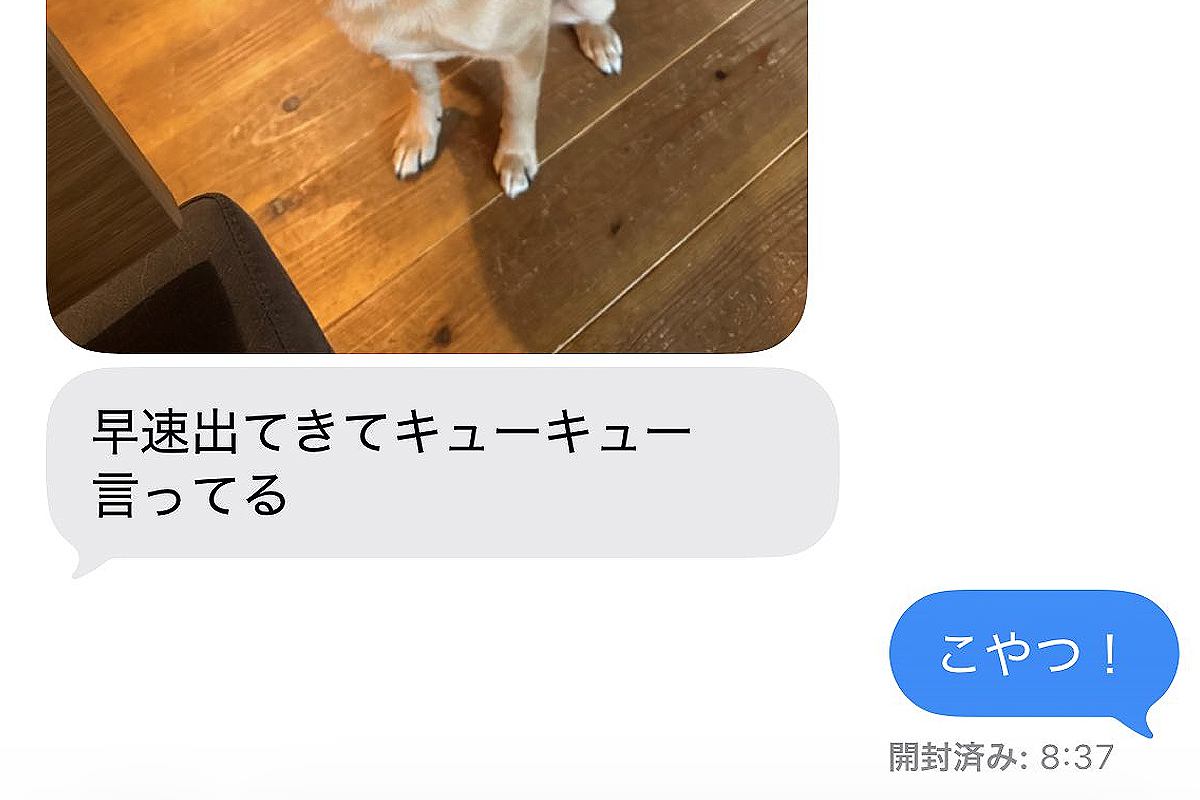 犬にご飯をあげて、仕事に出かけた結果→家にいる夫から『写真』が送られてきて…まさかの『策士すぎる光景』に「色々考えてて可愛いｗ」の声