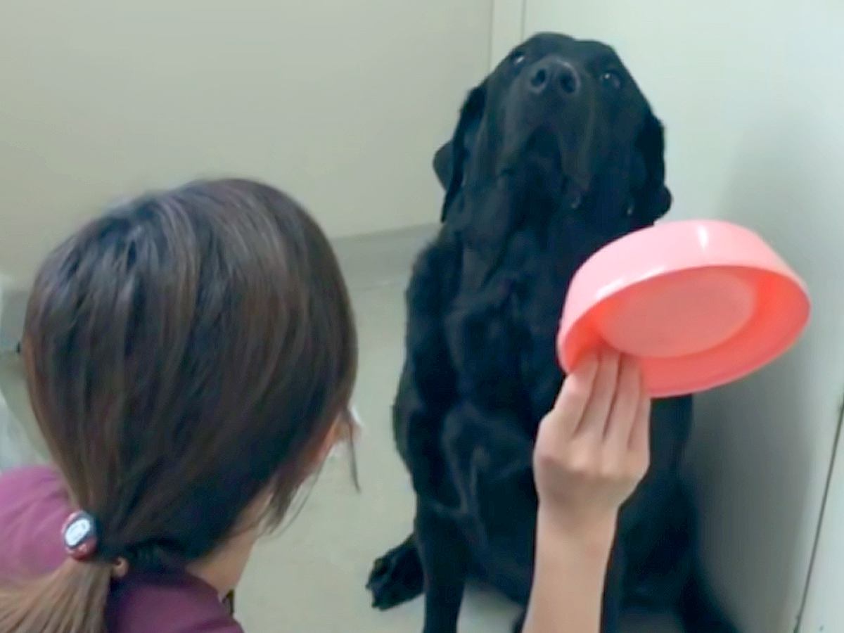 他の犬のご飯を食べた大型犬→『なんで食べたの』と叱った結果…人間のような『衝撃のしらばっくれ方』に2万9000いいね「遠い目で草」と反響