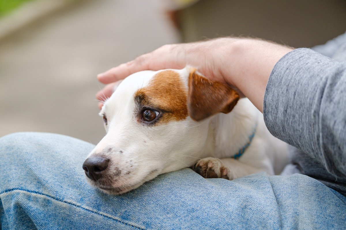 犬に『NGなスキンシップ』5選　愛犬が激怒したり不信感を抱いてしまう行為とは？