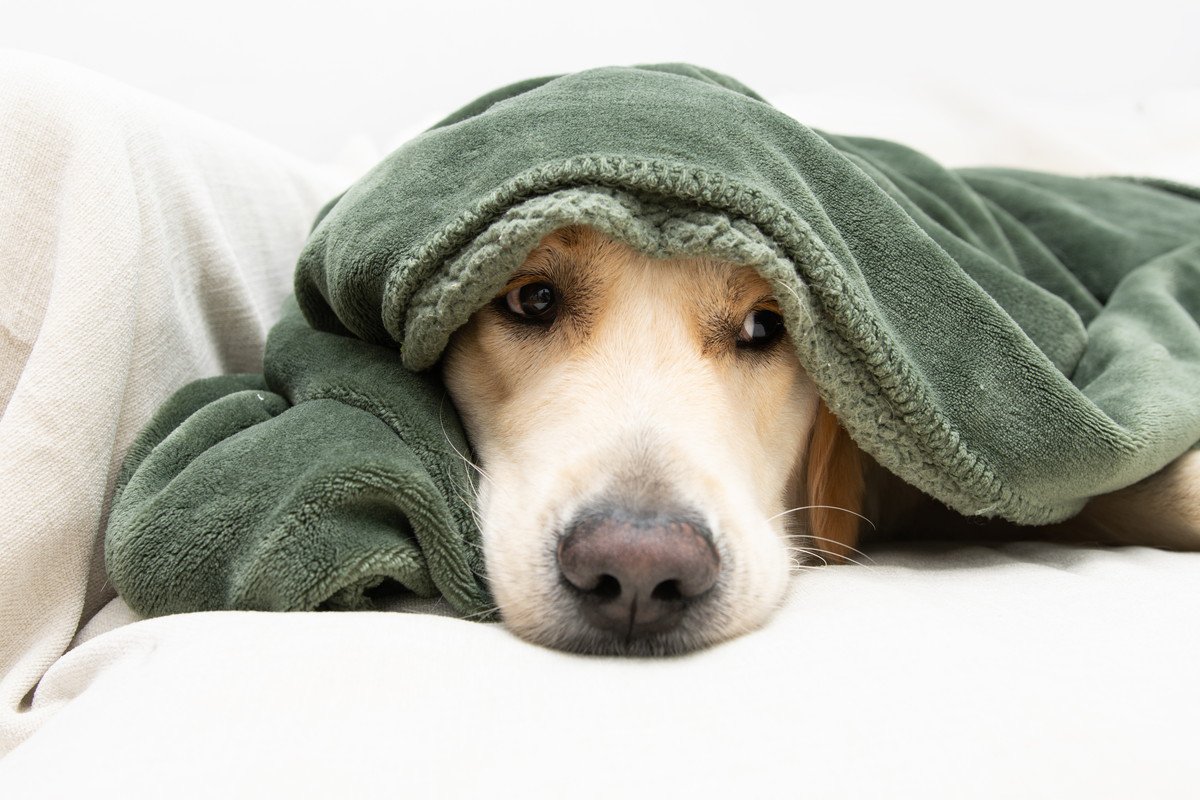 「寒い時期に増える犬の体調不良」よくある原因と対策について獣医師が解説