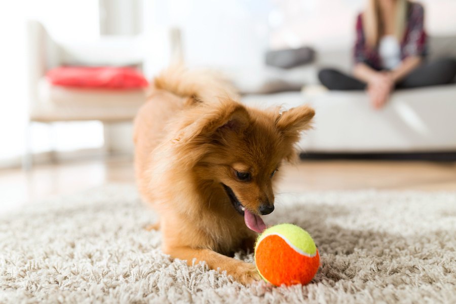 犬と室内でできる『ボール遊び』３選！おすすめな理由や効果について解説