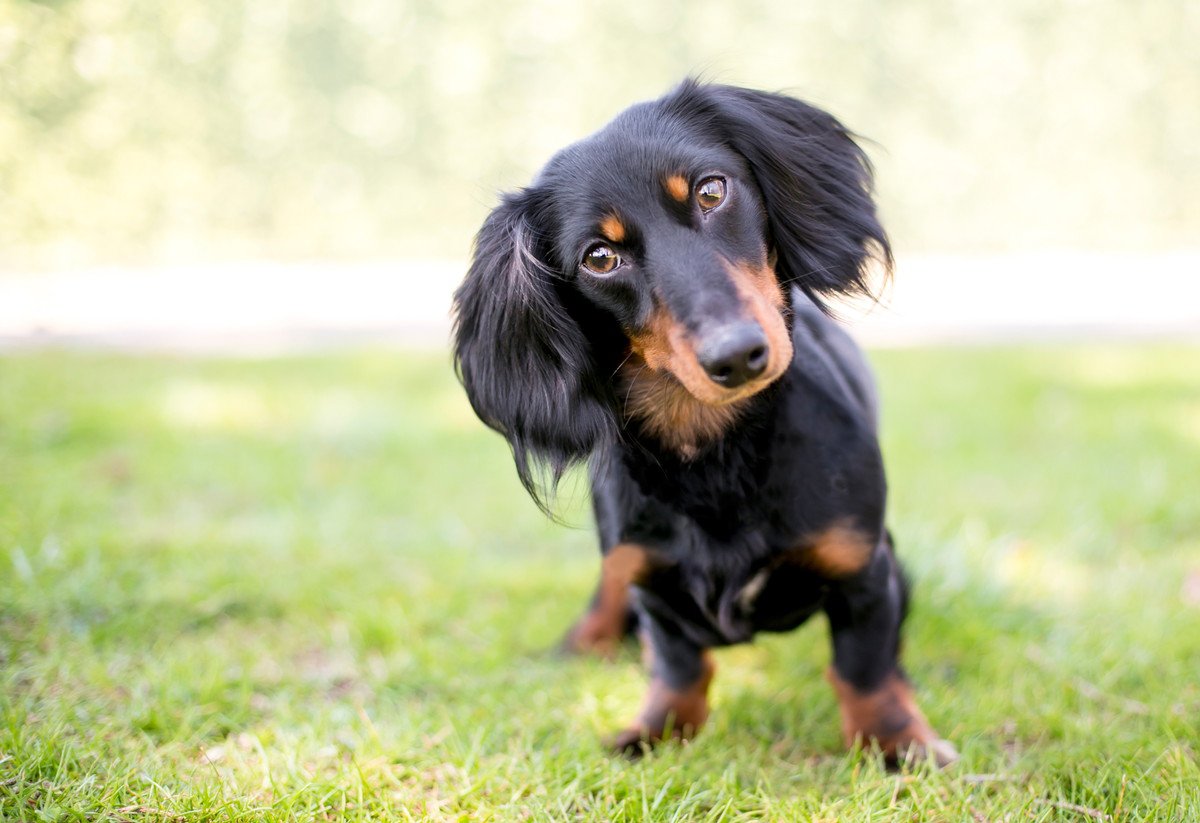 『肥満になりやすい』犬種5選　主な原因や太り過ぎが招く危険な病気まで