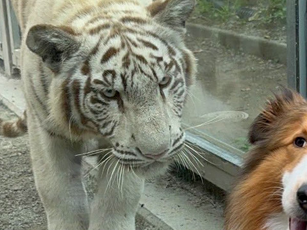動物園で『トラ』と対面した犬→記念撮影をした結果…まさかの『ギャルのような反応』に6万いいね集まる「メンチ切られてるｗ」「煽ってて草」