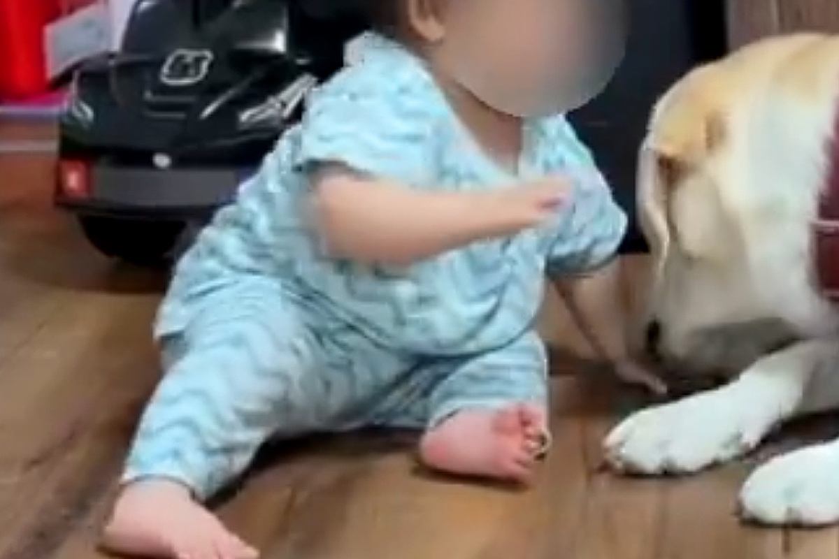 赤ちゃんが『自分より大きな大型犬』と暮らした結果→完全に飼いならして…本当の兄妹のような『微笑ましい光景』に反響「優しい世界」「癒やし」