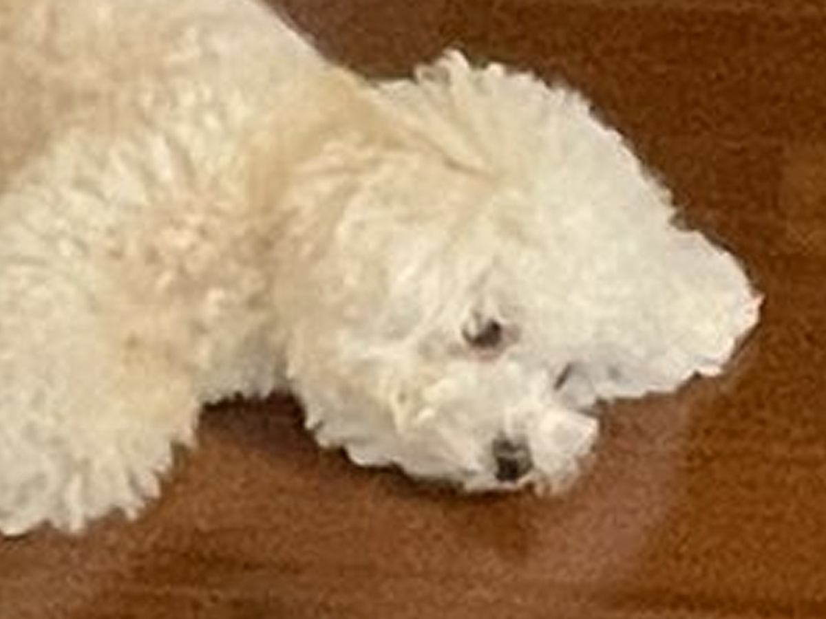 朝4時、犬に叩き起こされた結果…数時間後→突っ込まざるを得ない『衝撃の光景』に3万9000いいね集まる「うちの子もそう」と共感の声も
