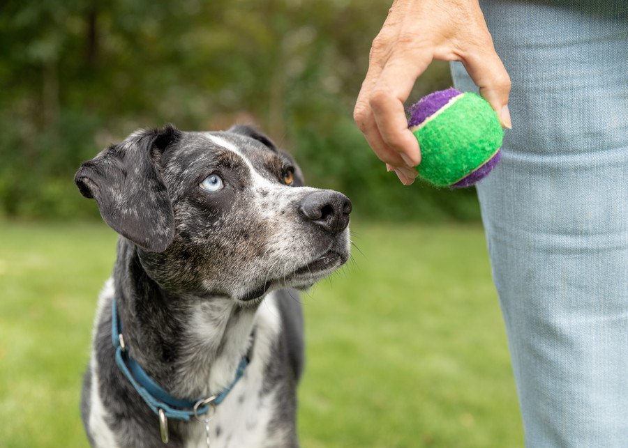 オヤツが落ちたらどこを探す？犬は『重力を理解しているか』という研究結果