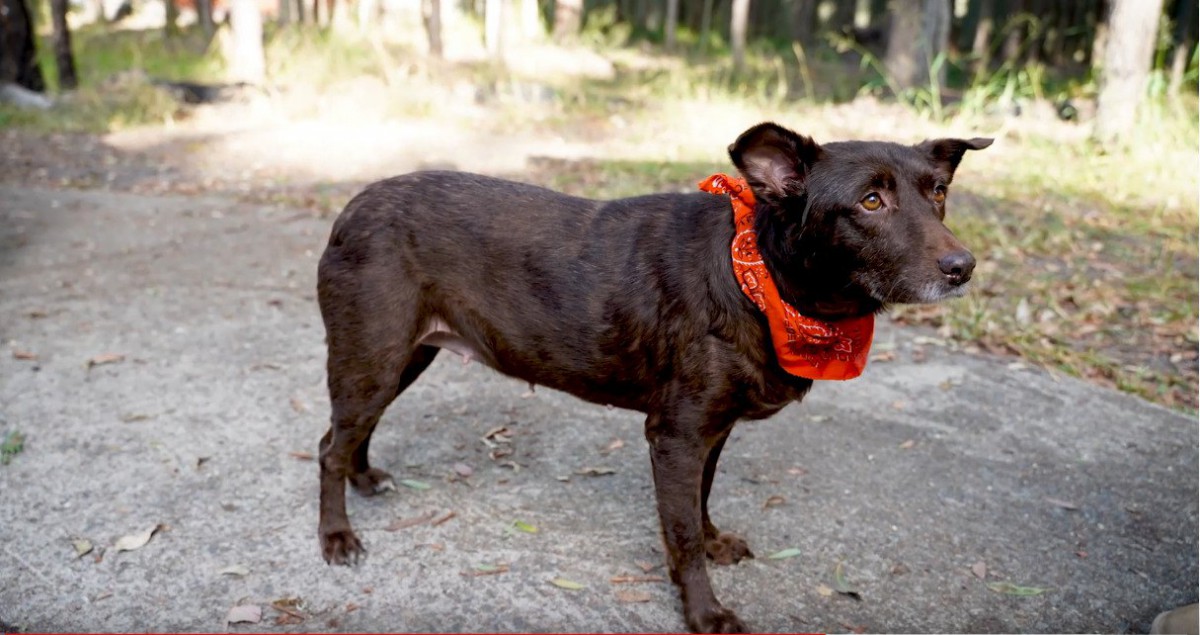 皮膚炎で全身の毛が抜け落ちた犬。全身ノミだらけから美しい姿に大変身！