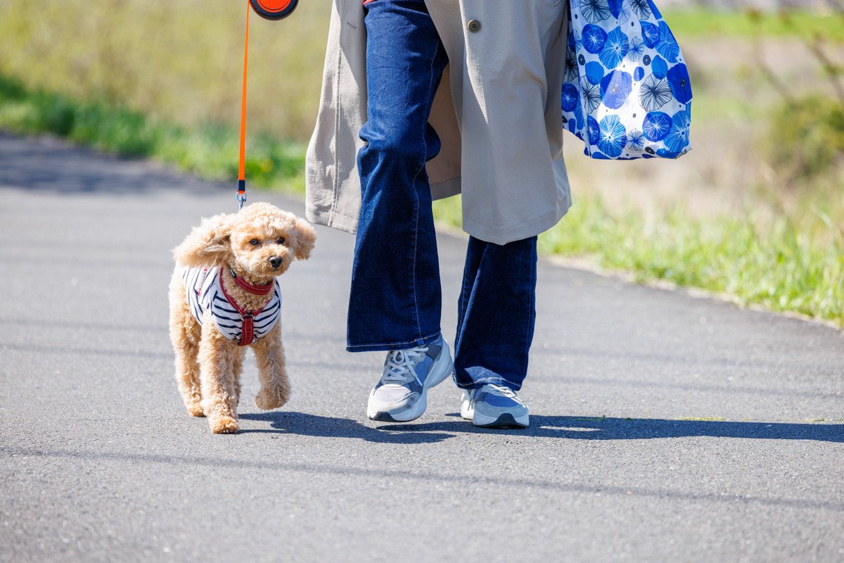 犬にとって『最適な散歩コース』の選び方とは　安全で楽しい時間にするためのポイントをご紹介