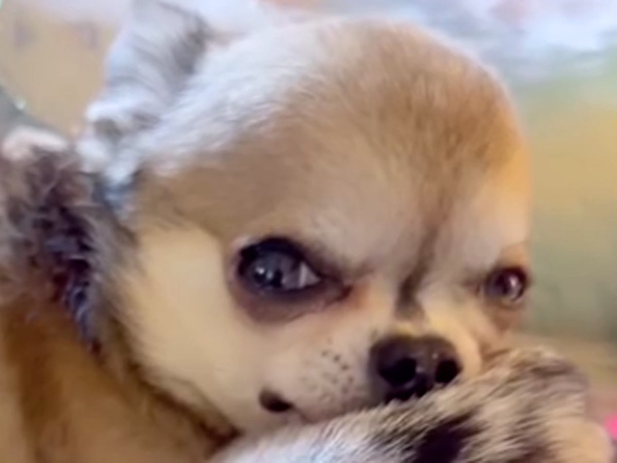 ある日突然『犬が倒れて心停止』してしまい…家族が繋いだ『命のリレー』が奇跡だと46万再生「すごすぎる」「頑張ったんだね」と称賛の声