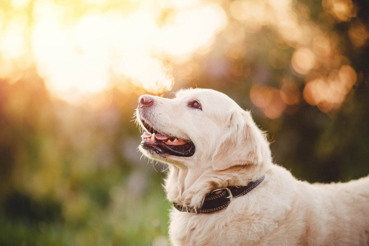 愛犬に幸せな一生を送ってもらう『４つの鉄則』  飼い主が必ず守るべき暮らし方とは？