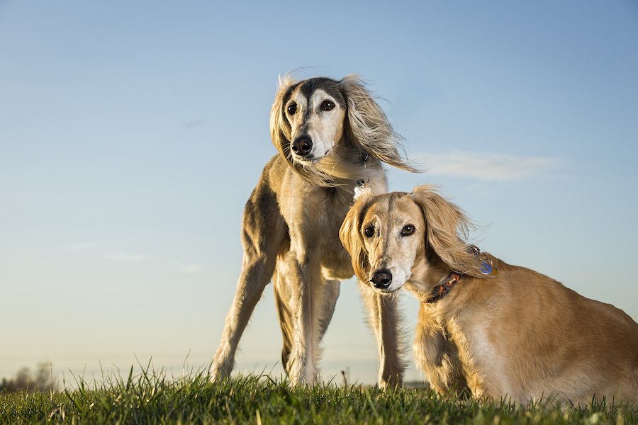 最高時速75キロメートル？！足が速い犬種８選