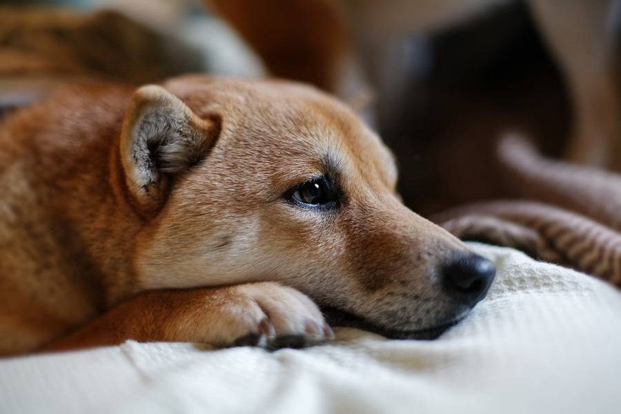 繁殖引退犬の里親になるときの注意点