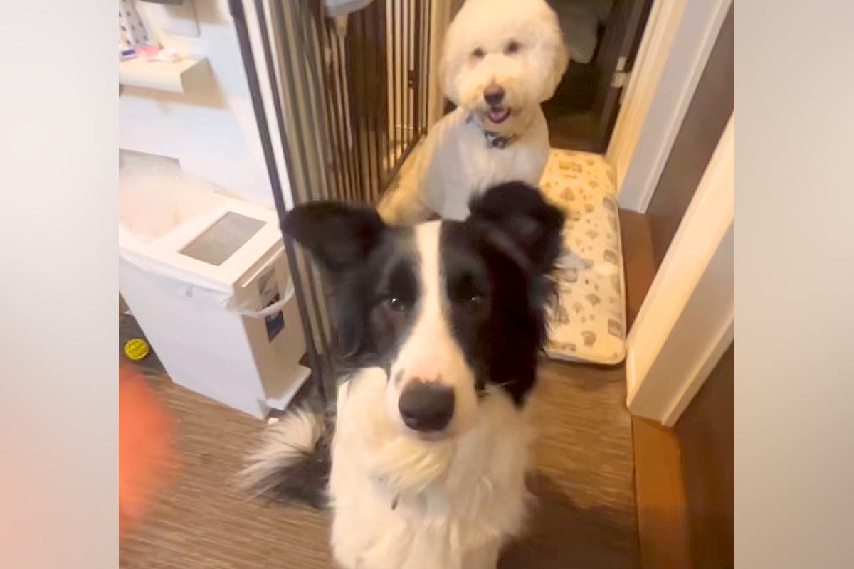 犬に『お手』をしていたら、後ろにいた大型犬が勘違いしてしまい…思わず笑う『コントのような光景』に反響「シンクロしてるｗｗ」「可愛すぎ」