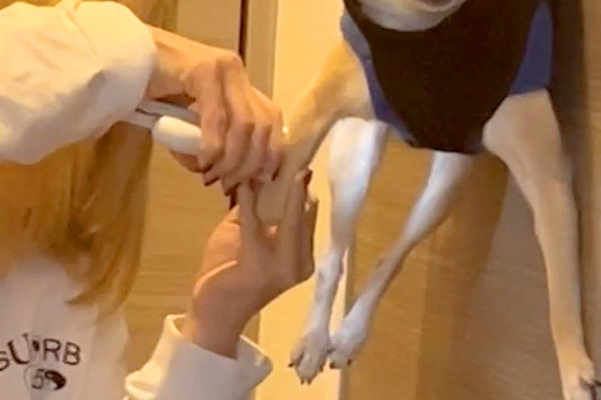 『やめろおおぉ！』爪切りが大嫌いな犬→嫌がられながらも切っていたら…全力すぎる『まさかの表情』に2万いいね「訴えてるｗｗ」「イヤダアア」