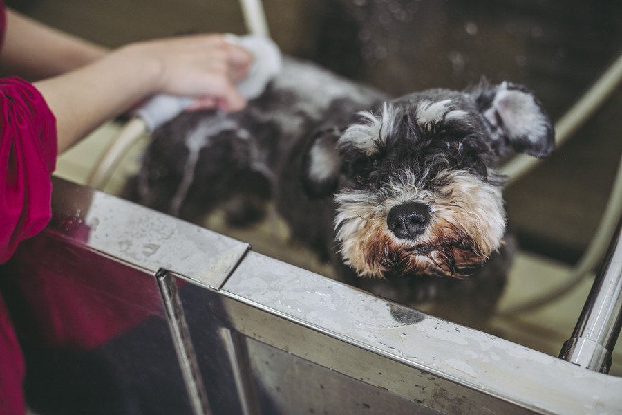 犬のトリミングを冬にするメリットとデメリット