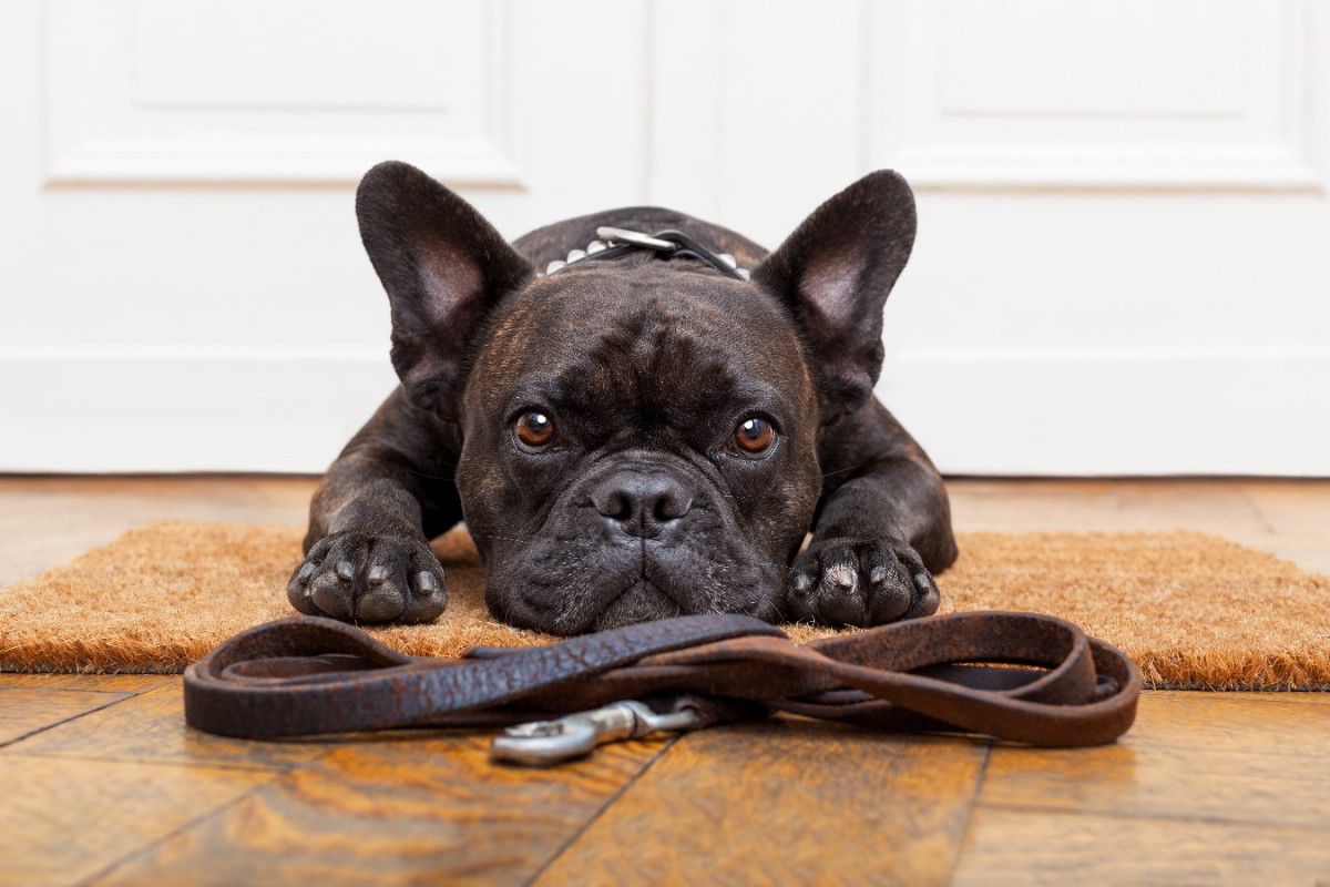 冬の寒さや夏の暑さは犬の散歩にどのくらい影響がある？【調査結果】