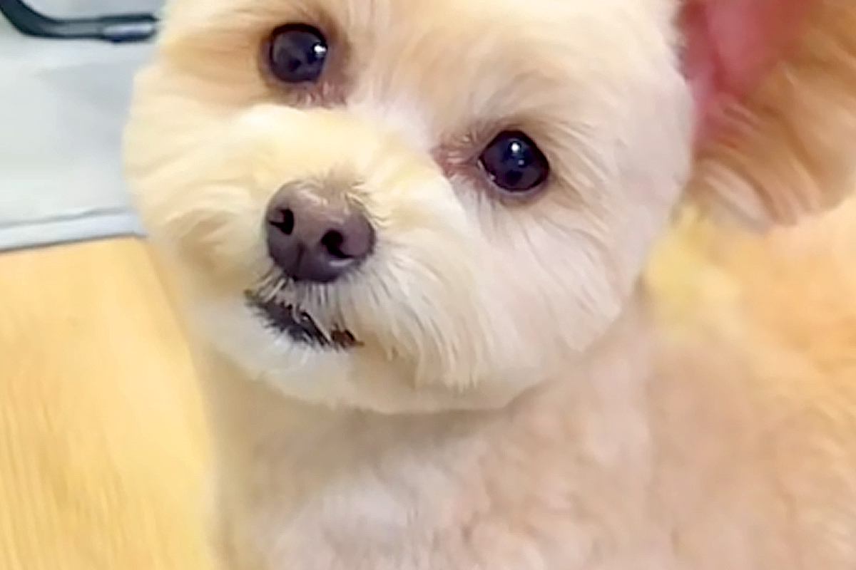 『お散歩行く？』と犬に声を掛けた結果→大喜びして『耳』が…思った以上の『デカさ』が100万再生「空飛べそうｗ」「想像の10倍大きい」