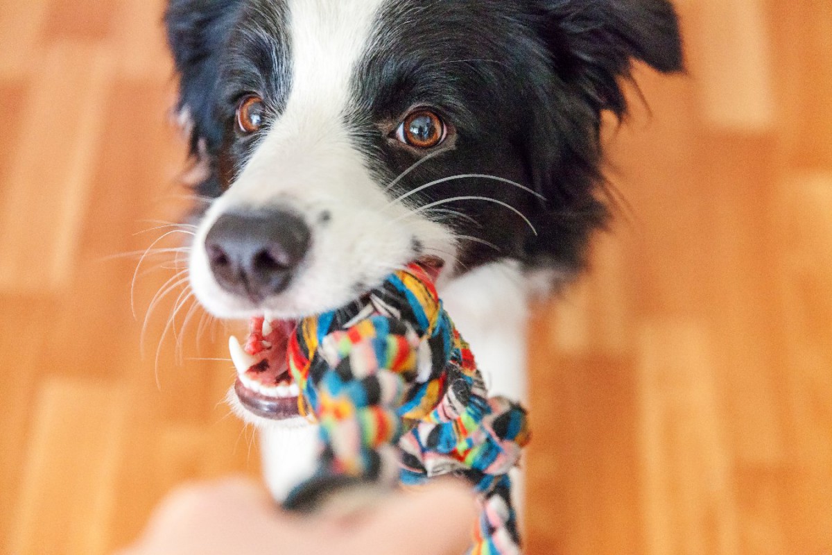 愛犬に絶対させてはいけない『室内でのNGな遊び方』4つ！思わぬ事故で生死に関わることも