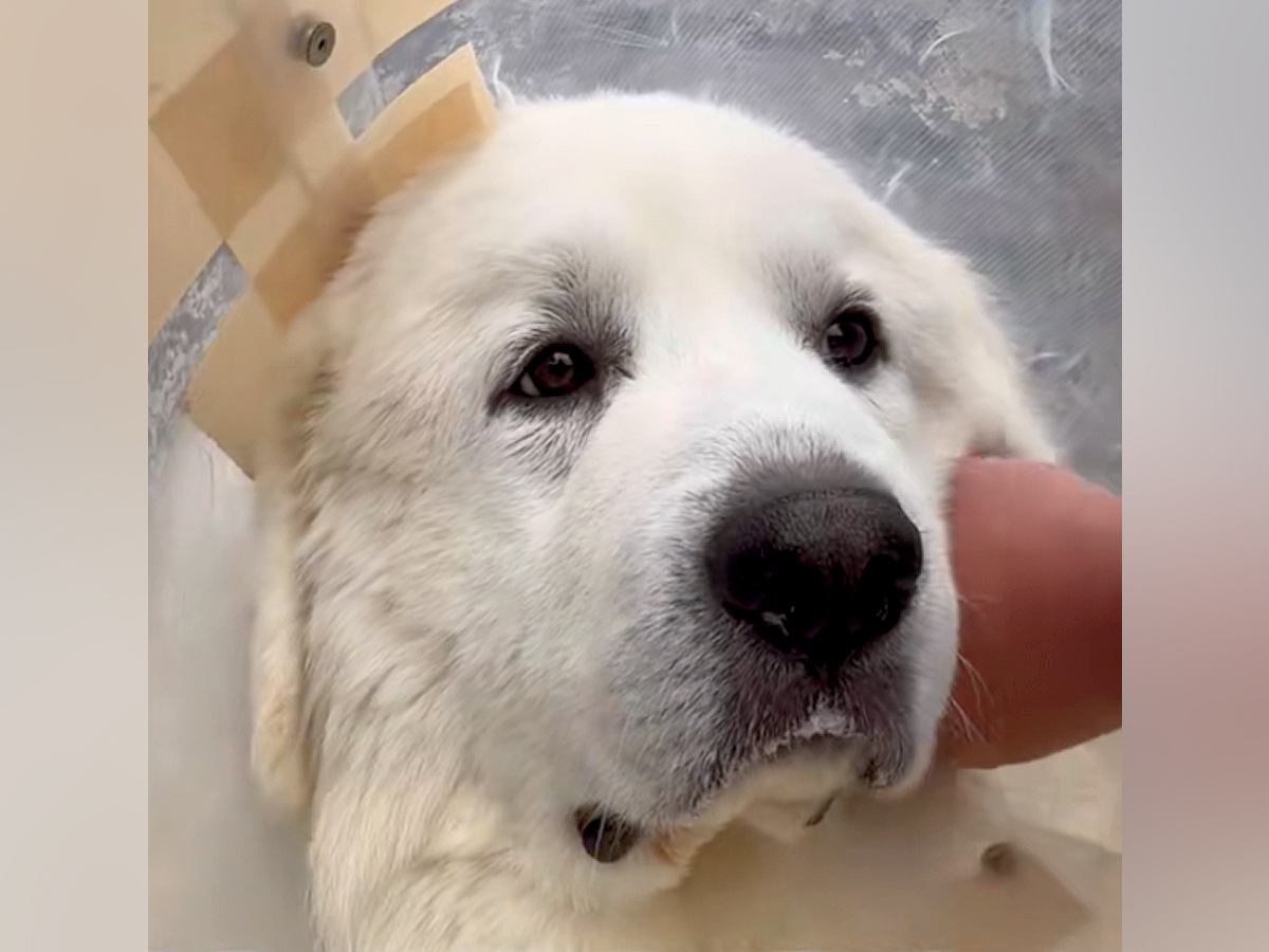 『数週間から数ヶ月しかもたない』わずか３歳で医者に余命宣告を受けた犬…手術した結果→『まさかの姿』に感動　命の尊さを感じる光景が話題