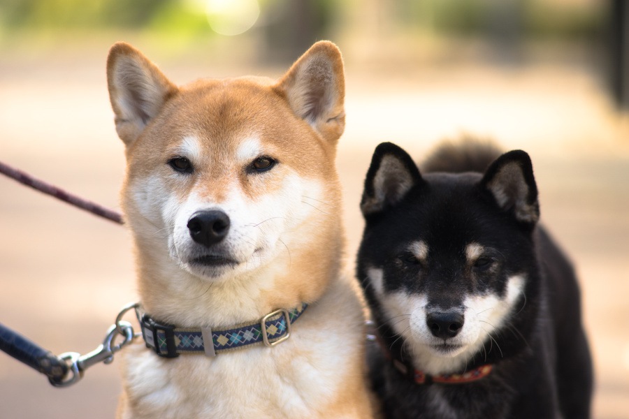 ネガティブなイメージを持たれている犬種４選