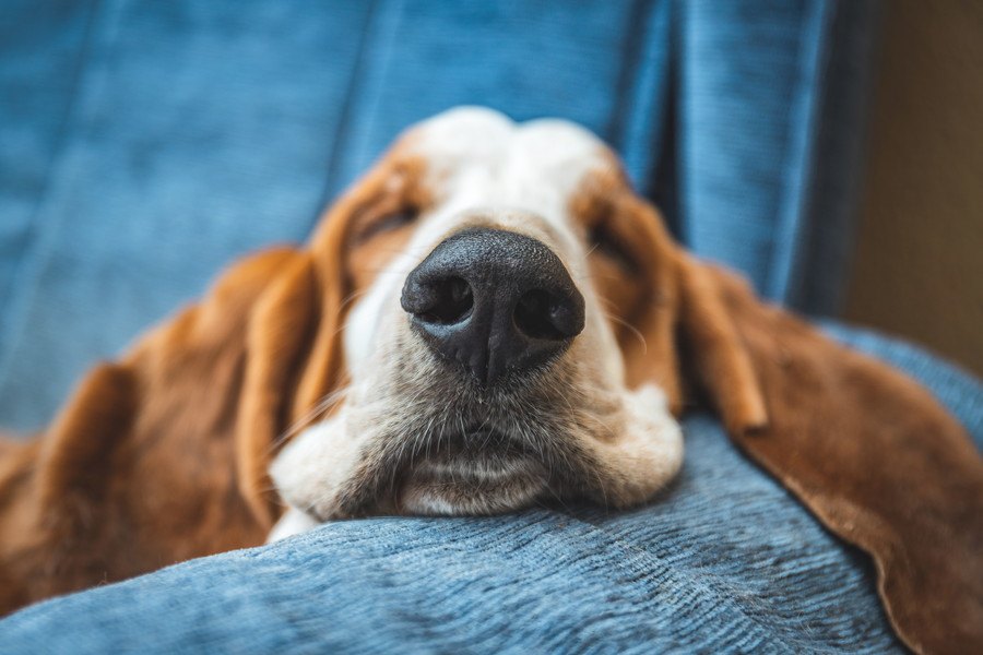 え！犬の鼻の色って変わるの？原因や注意したい病気