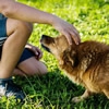 犬のストレスサイン、見逃さないで！カーミングシグナルを知ろう