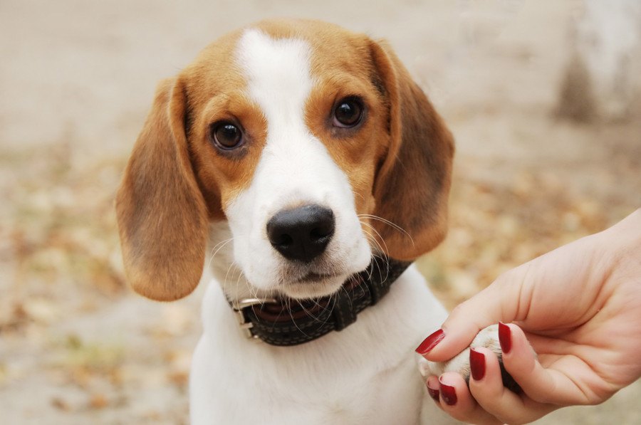 犬がうっとりしてしまう日々のスキンシップ４選