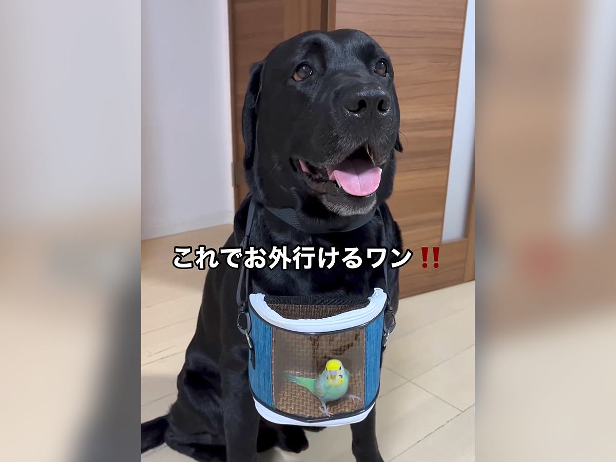 大型犬がぶら下げるバッグの中には…？まさかの『お友達』が可愛すぎると126万再生「守らなきゃっていう気持ちが伝わってくる」と絶賛の声