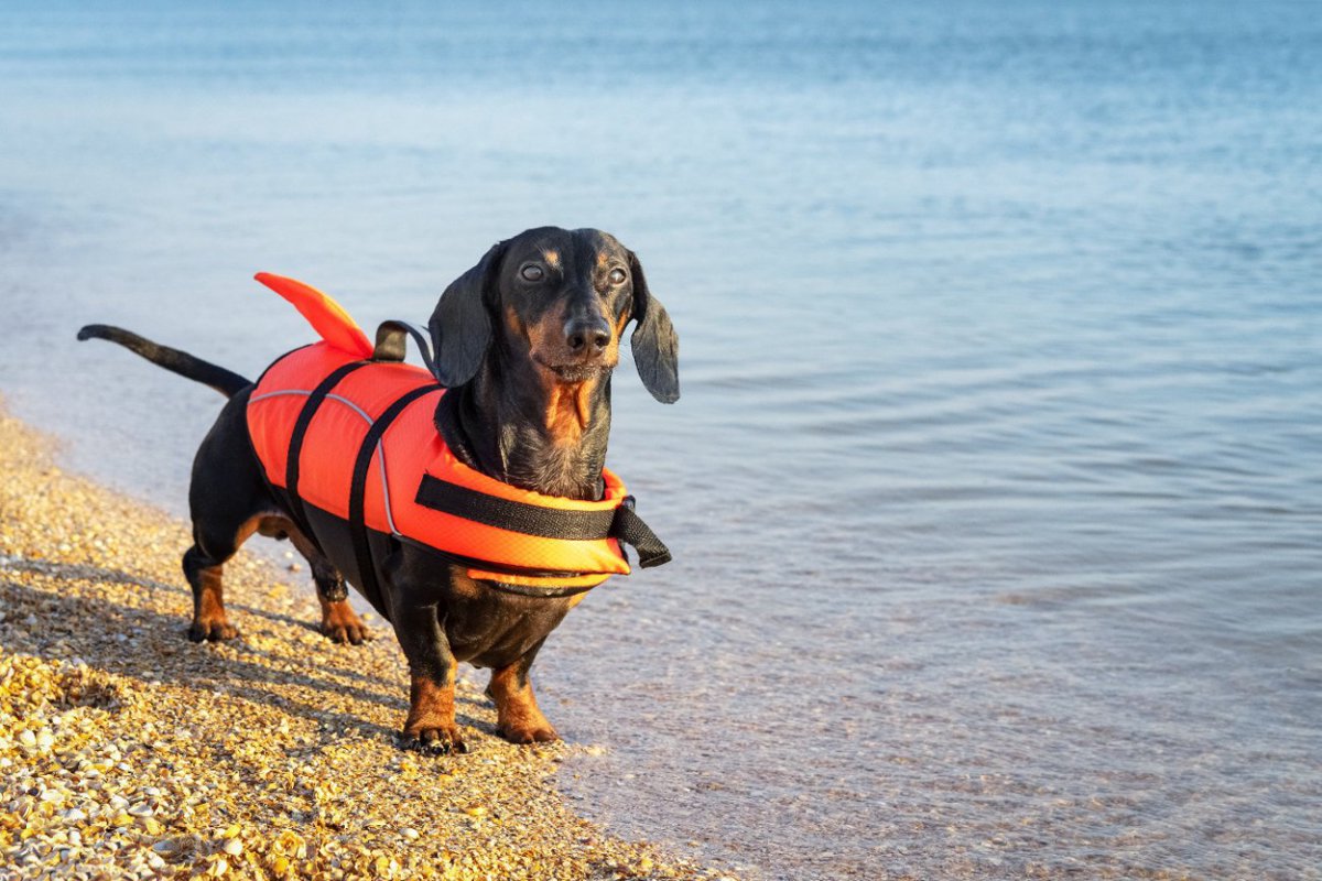 夏を前にして繰り返される警告「犬を緑の水に近づけないで」