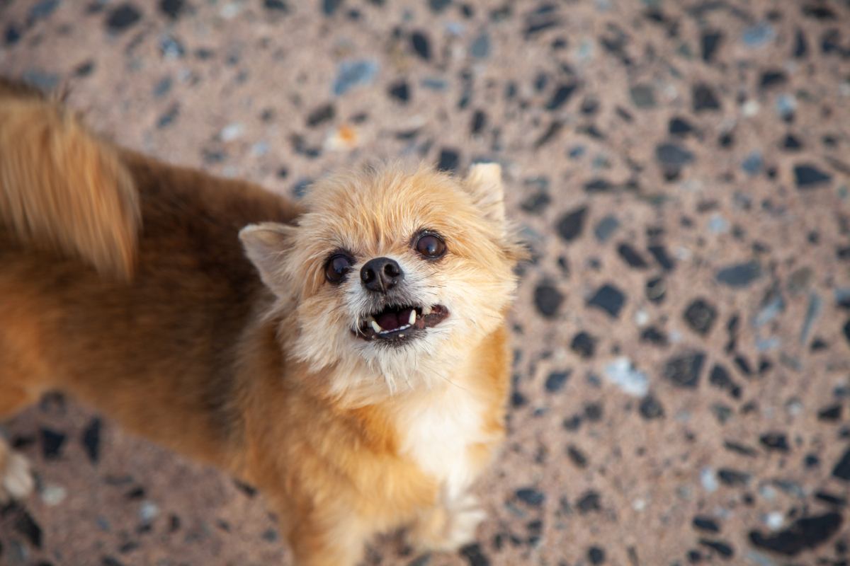 シーポメってどんな犬？性格・大きさ・寿命・飼いやすさを徹底解説
