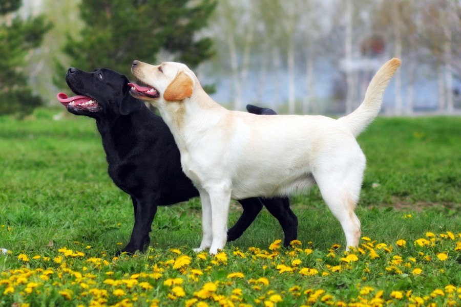 犬の股関節形成不全の遺伝的要因を検証した研究結果