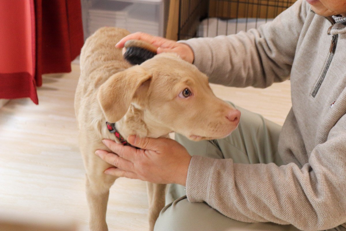 【現役獣医が解説】犬のお手入れについて｜適切な方法やメリット、注意すべきポイントまで