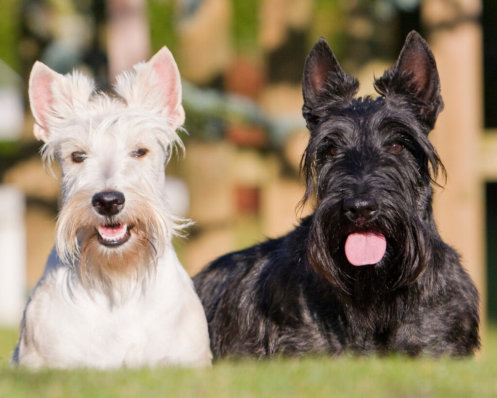 スコティッシュ・テリア｜犬種の特徴と性格、飼い方や子犬の価格相場まで解説