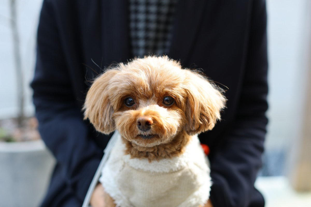 犬が飼い主の『膝の上に乗る』心理4選　甘えているだけではない？愛犬の本音まで解説