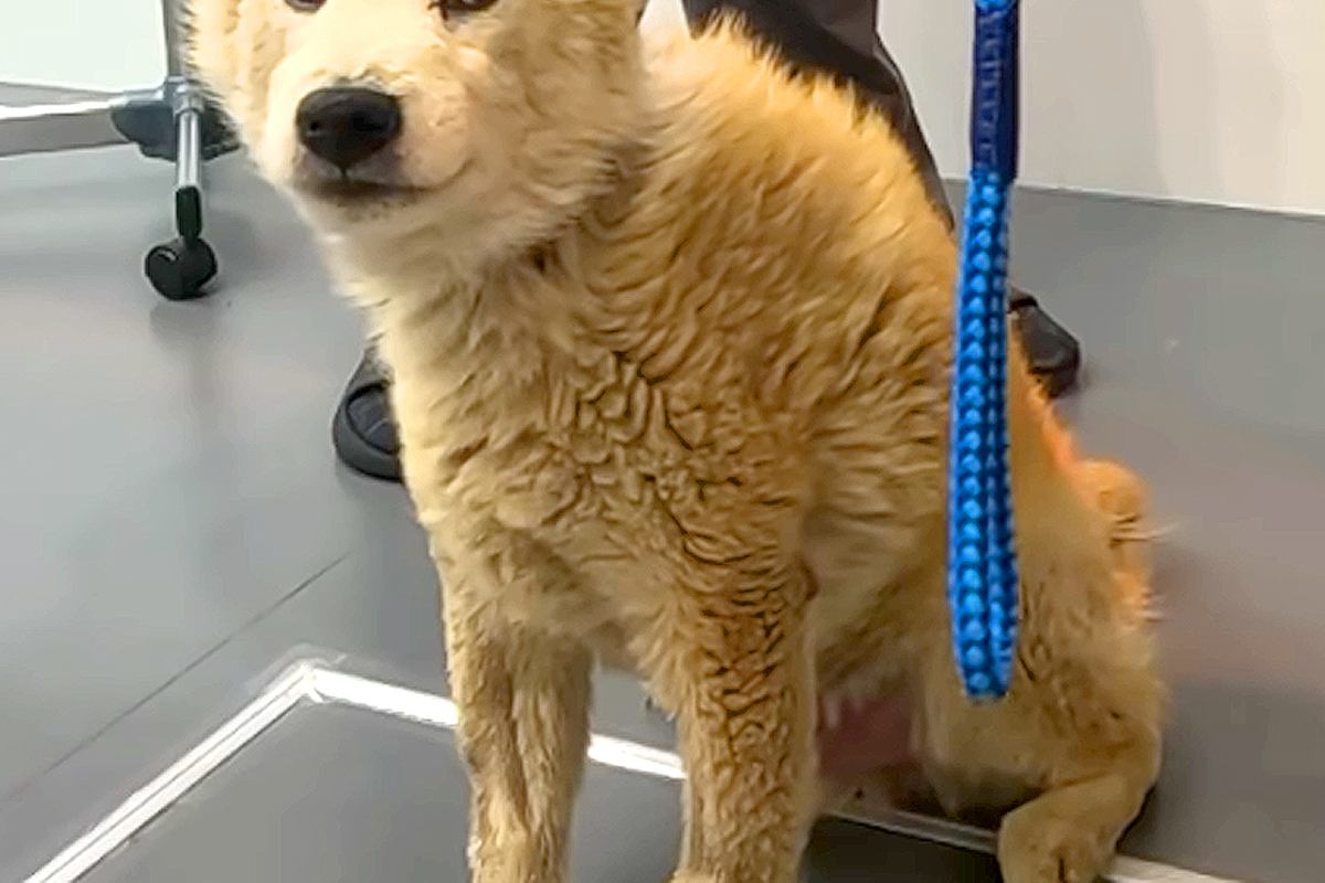 人に噛みつく12歳の老犬→お手入れできず、全身ボロボロで…トリミングを受けた後の『表情の違い』が145万再生「気持ち良さそう」「感服」