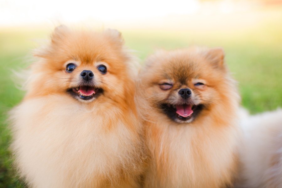 多頭飼いの犬にとって同居犬はどんな存在なの？