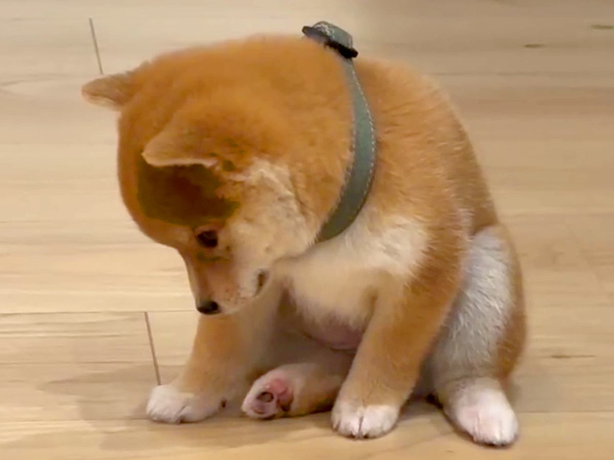 犬が赤ちゃんだった時期と現在の『寝落ちの様子』を比較した結果…愛おしい『ビフォーアフター』が795万再生「たまらん」「抗わなくなったｗ」