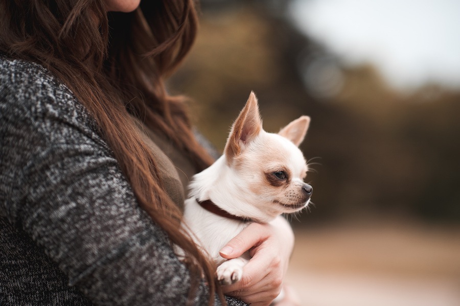 犬がよくする「ツンデレサイン」4選